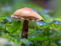 Hellbrauner Pilz mit gewelltem Rand inmitten von Klee